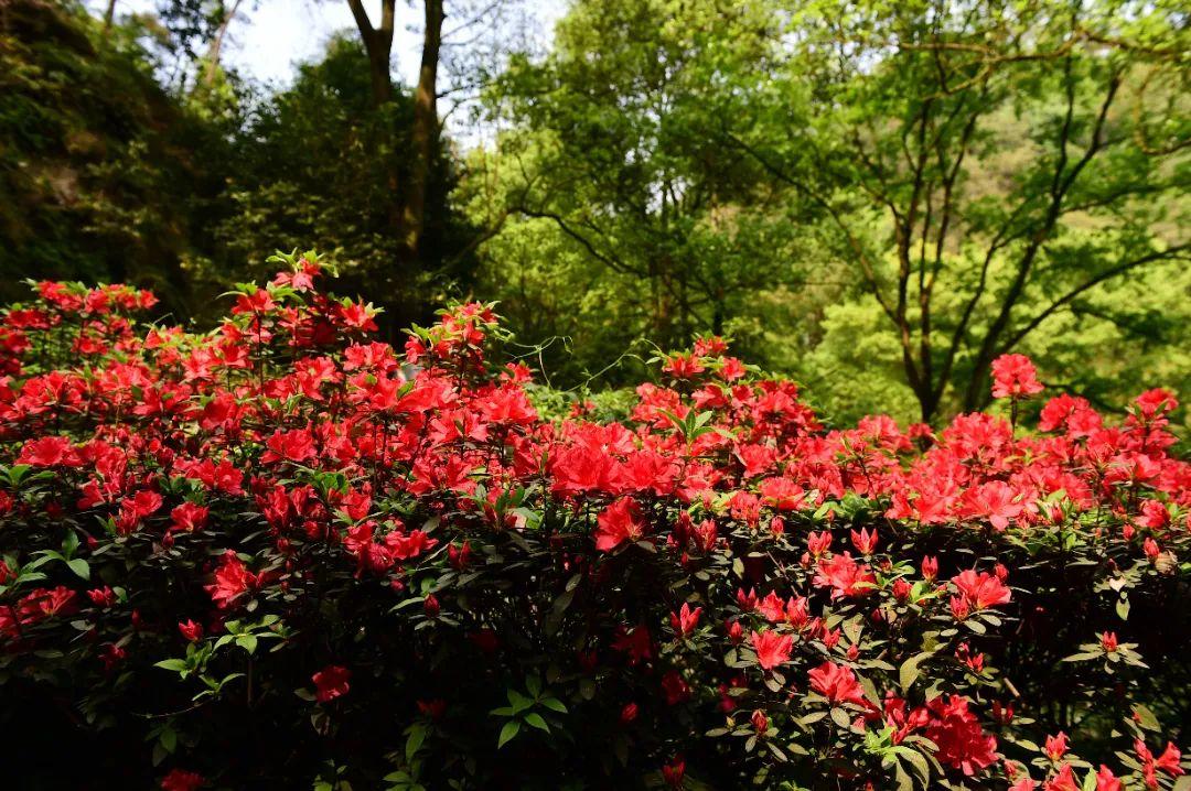 抽点时间,去乐山大佛景区感受盛夏光景-乐山大佛景区沿途讲解