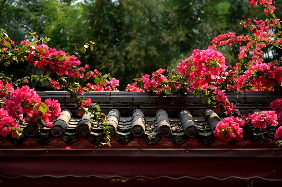 抽点时间,去乐山大佛景区感受盛夏光景-乐山大佛景区沿途讲解