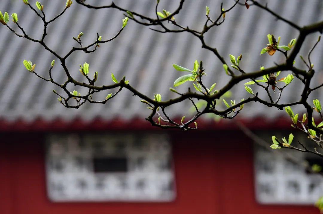 抽点时间,去乐山大佛景区感受盛夏光景-乐山大佛景区沿途讲解