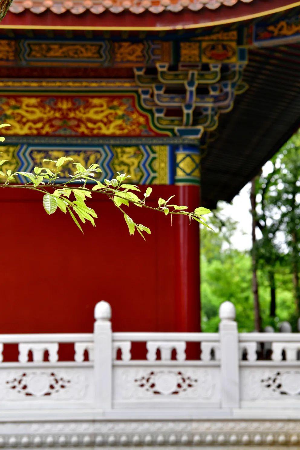 抽点时间,去乐山大佛景区感受盛夏光景-乐山大佛景区沿途讲解