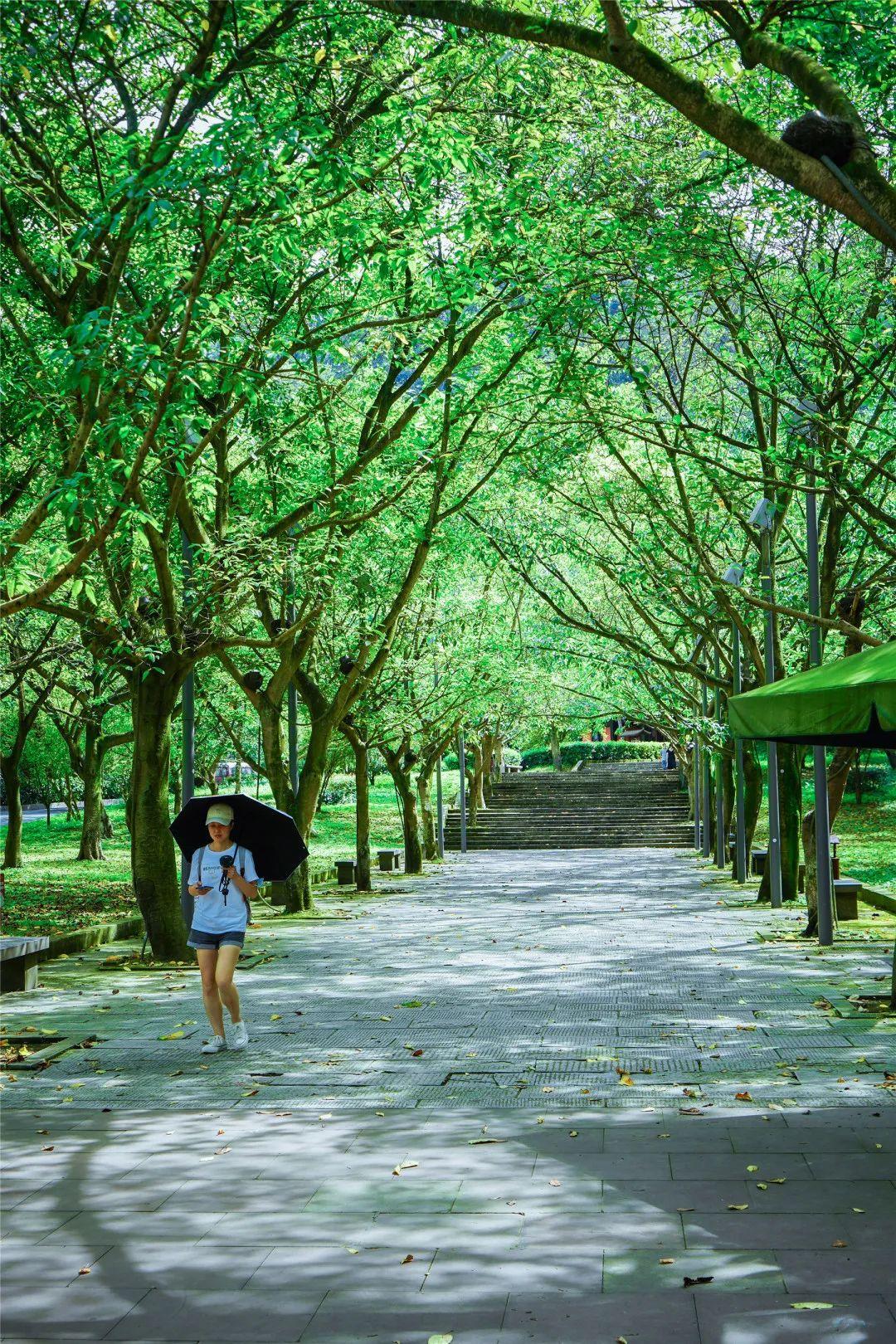 抽点时间,去乐山大佛景区感受盛夏光景-乐山大佛景区沿途讲解