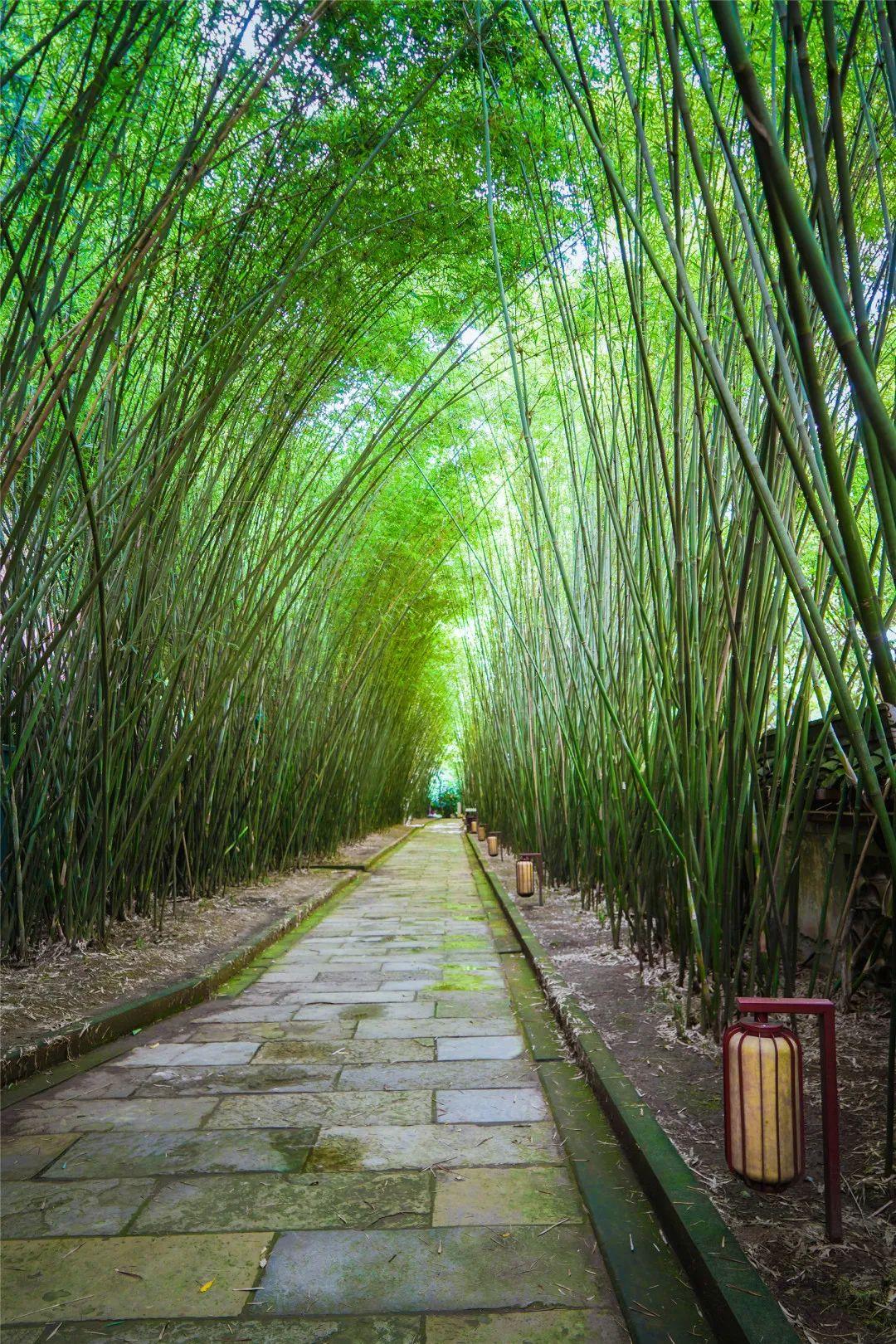 抽点时间,去乐山大佛景区感受盛夏光景-乐山大佛景区沿途讲解