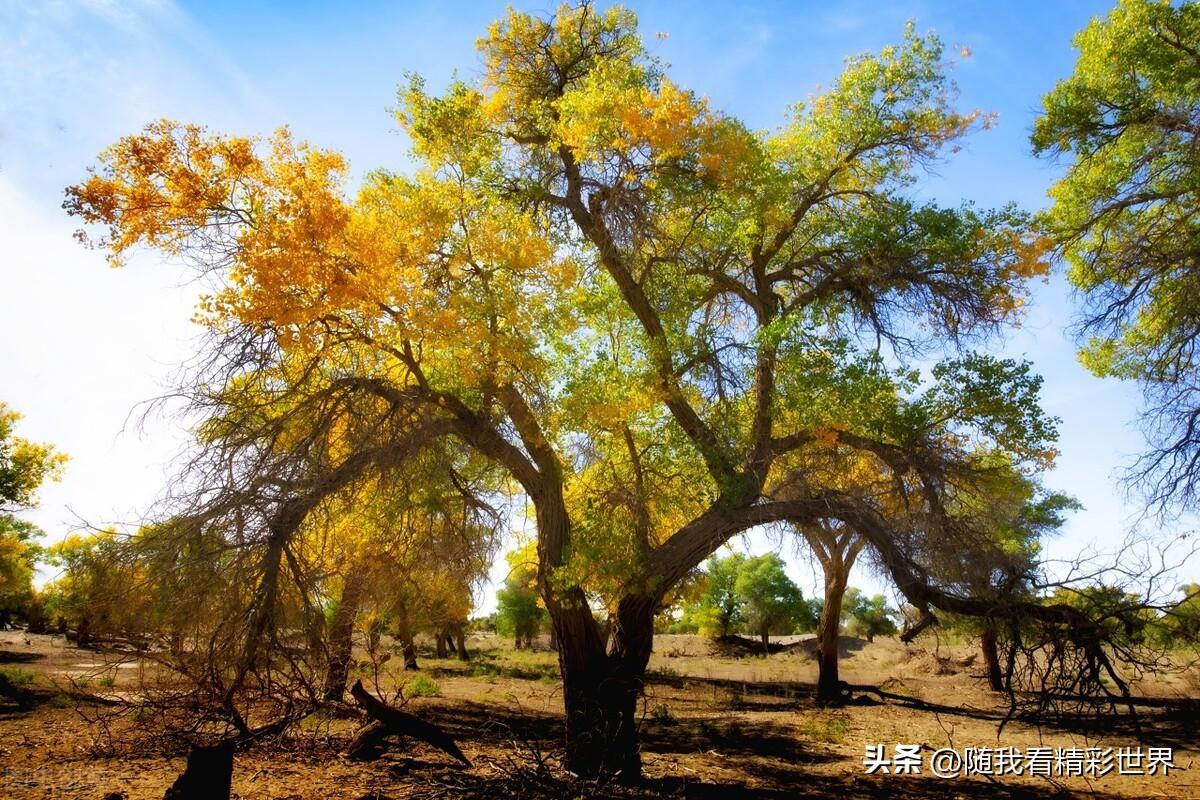 内蒙古必去的五大景点,你都去过几个?-内蒙古必去的旅游景点