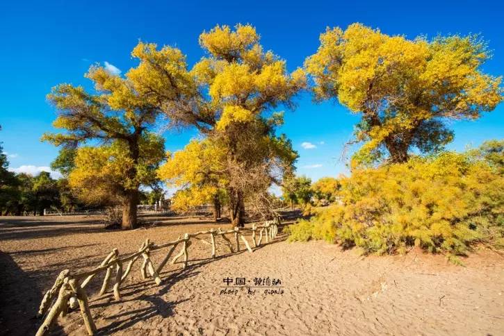 额济纳胡杨林旅游攻略,相约醉美金秋胡杨,详细行程安排-额济纳胡杨林国家森林公园电话