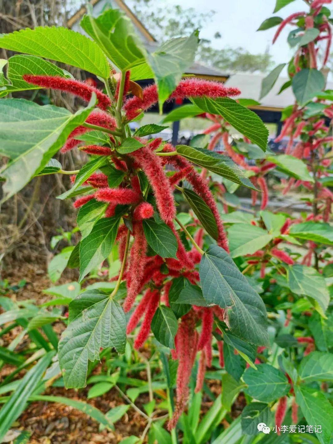 云南自由行最详细攻略!