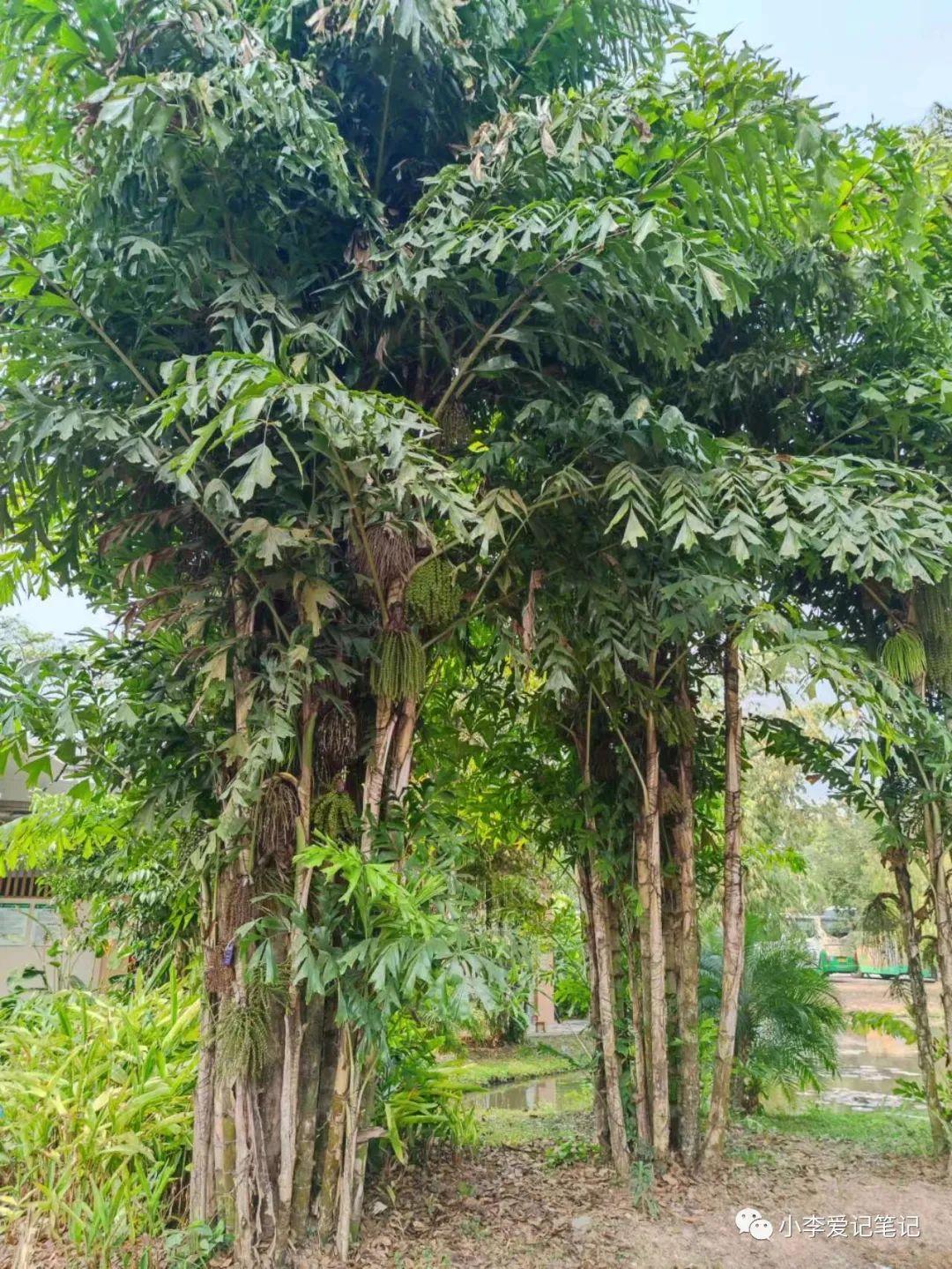 云南自由行最详细攻略!