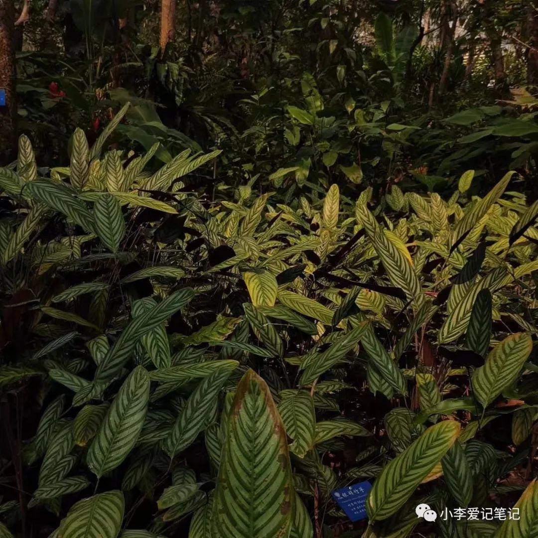 云南自由行最详细攻略!