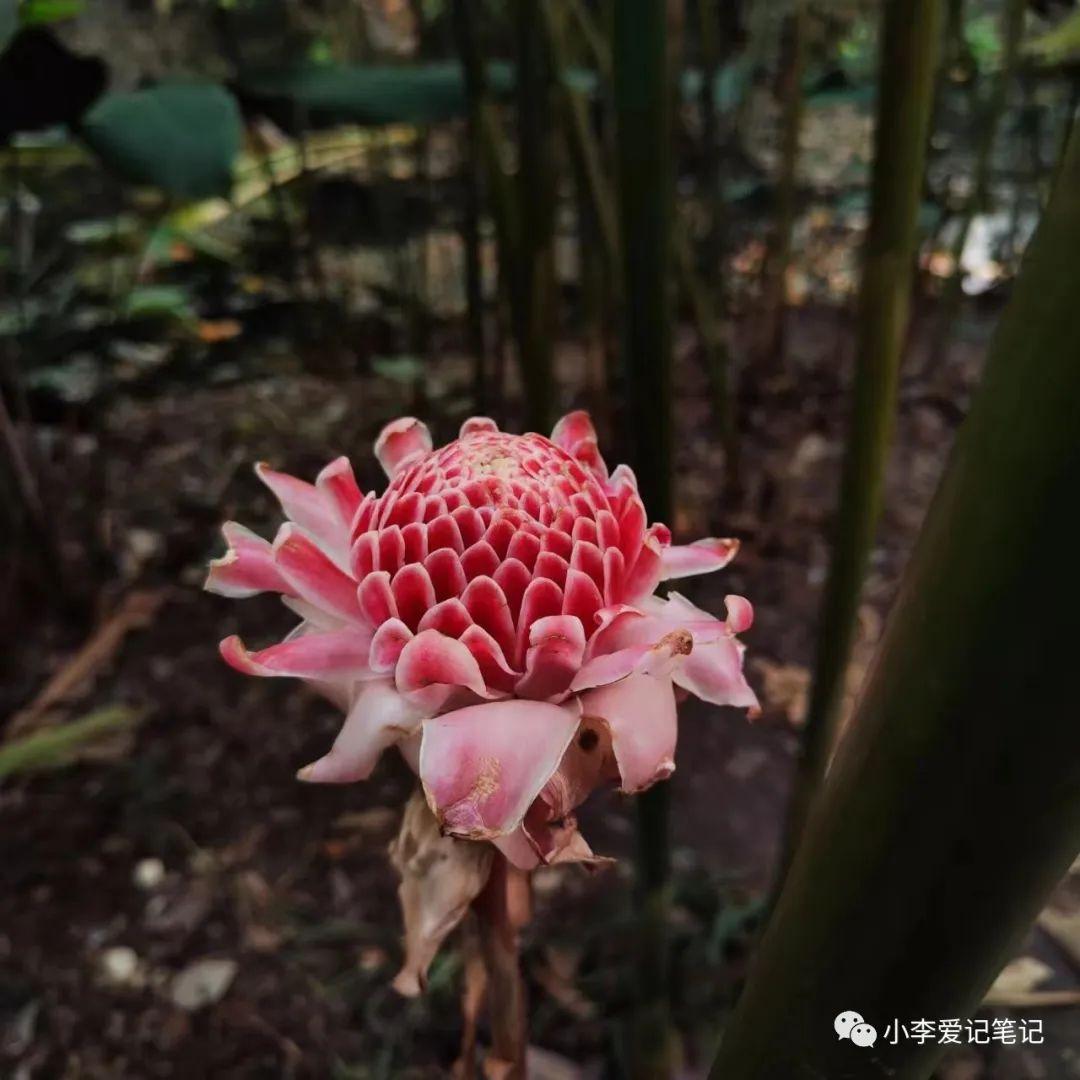 云南自由行最详细攻略!