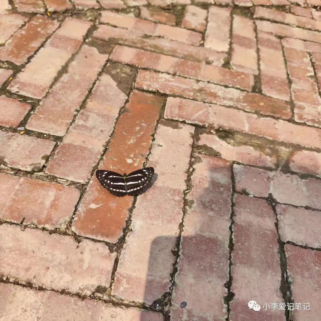 云南自由行最详细攻略!