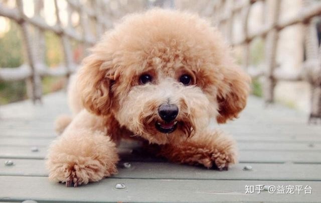 十大适合家养的狗排名-穷人适合养什么动物