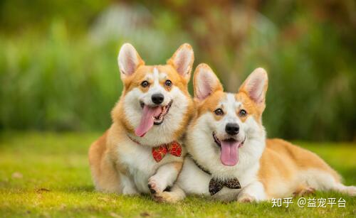 十大适合家养的狗排名-穷人适合养什么动物