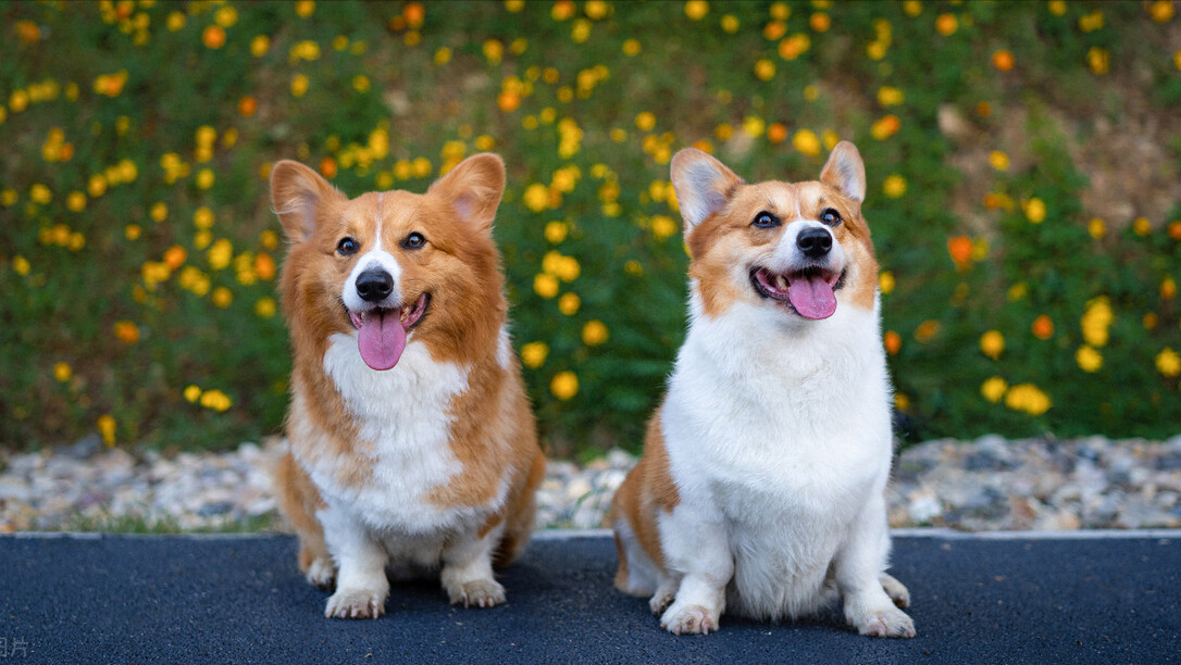 世界十大最受欢迎宠物完整榜单!你家主子排行老几?-世界上最受欢迎的宠物排名榜