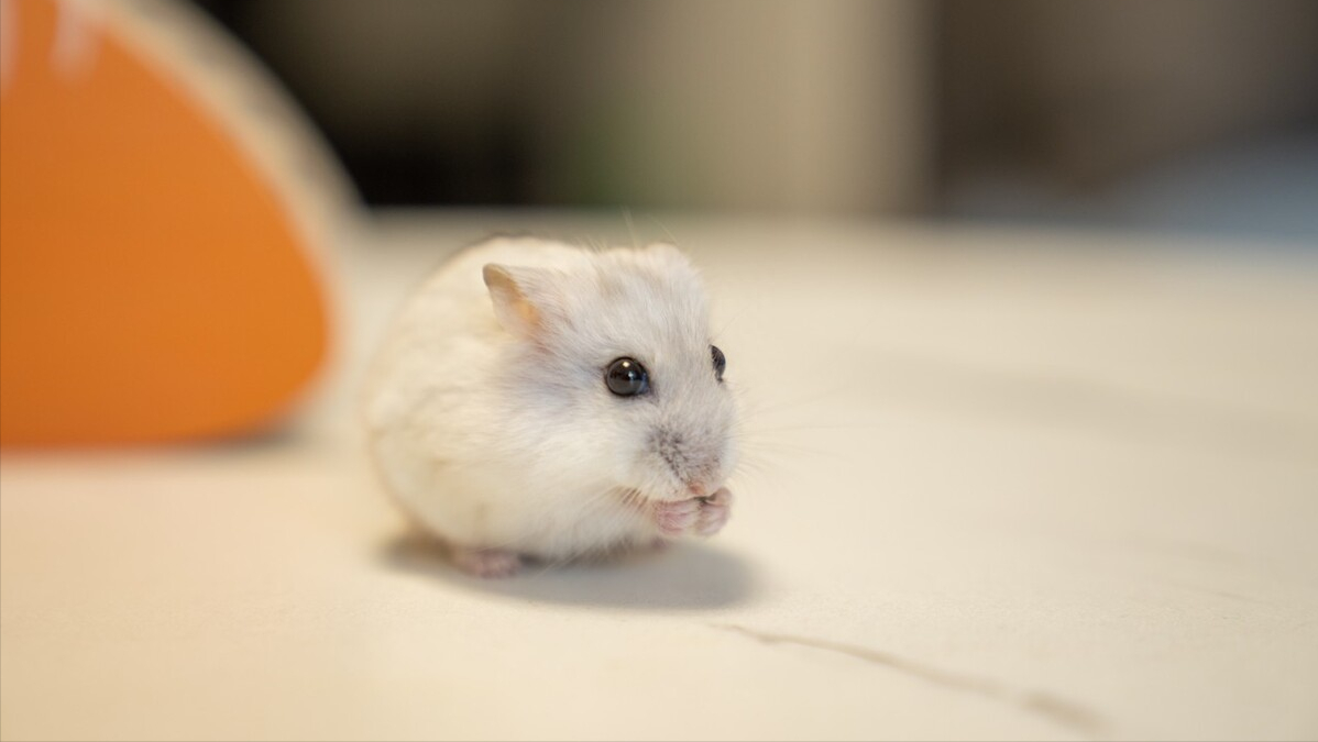 世界十大最受欢迎宠物完整榜单!你家主子排行老几?-世界上最受欢迎的宠物排名榜