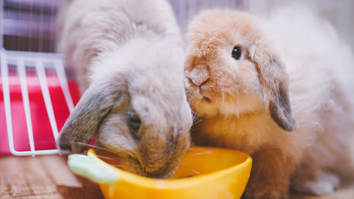 世界十大最受欢迎宠物完整榜单!你家主子排行老几?-世界上最受欢迎的宠物排名榜