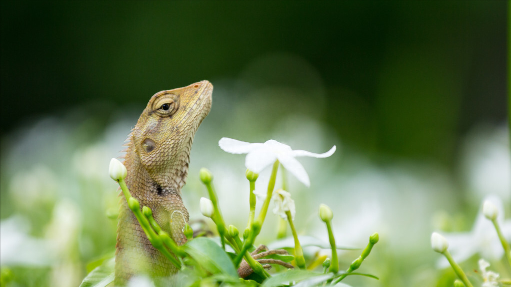 世界十大最受欢迎宠物完整榜单!你家主子排行老几?-世界上最受欢迎的宠物排名榜