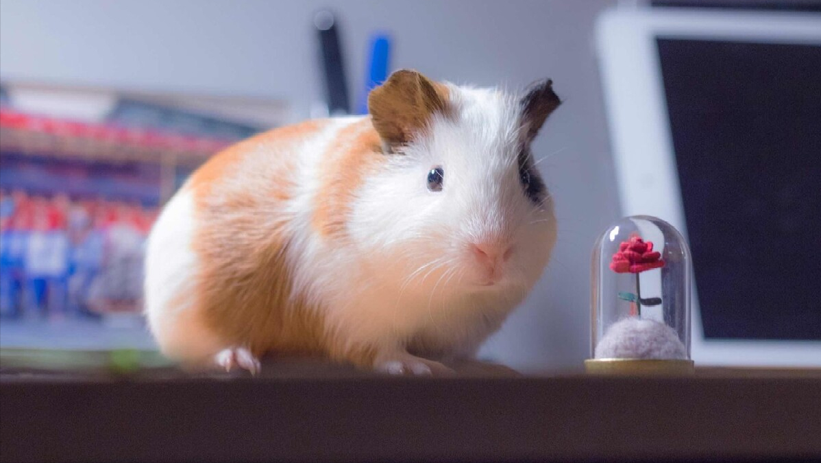 世界十大最受欢迎宠物完整榜单!你家主子排行老几?-世界上最受欢迎的宠物排名榜