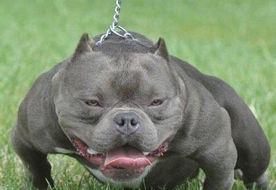 稀有的!盘点土豪十大宠物,最后两只太吓人了!你有看到它吗?-土豪宠物排名