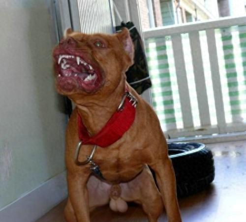 稀有的!盘点土豪十大宠物,最后两只太吓人了!你有看到它吗?-土豪宠物排名