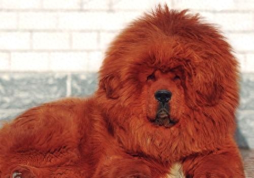 稀有的!盘点土豪十大宠物,最后两只太吓人了!你有看到它吗?-土豪宠物排名