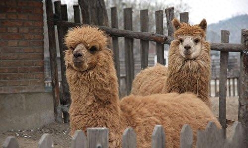 稀有的!盘点土豪十大宠物,最后两只太吓人了!你有看到它吗?-土豪宠物排名