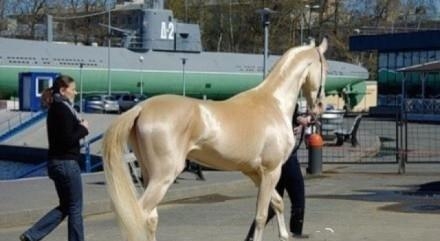 稀有的!盘点土豪十大宠物,最后两只太吓人了!你有看到它吗?-土豪宠物排名