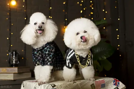 宠物智商排行榜,贵宾犬智商第二,你了解多少?-贵宾犬智商排名第几