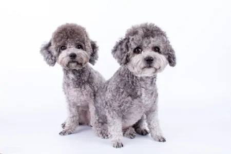 宠物智商排行榜,贵宾犬智商第二,你了解多少?-贵宾犬智商排名第几