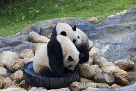 成都自由行,3天旅游攻略-成都自由旅游攻略三日游