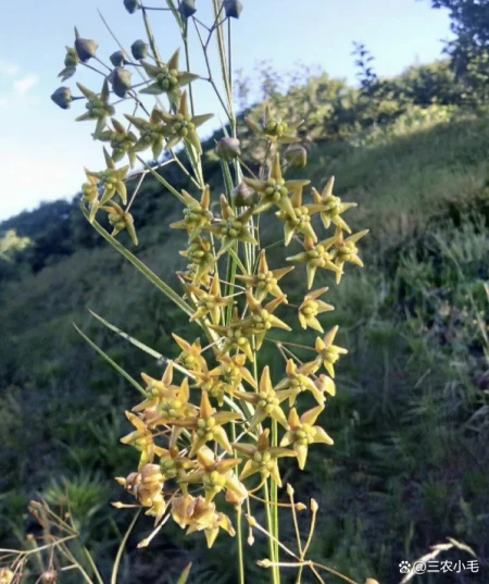 它便是徐长卿,民间称它为“止痒克星”,叶子能做菜吃,你认识吗-徐长卿治咳嗽
