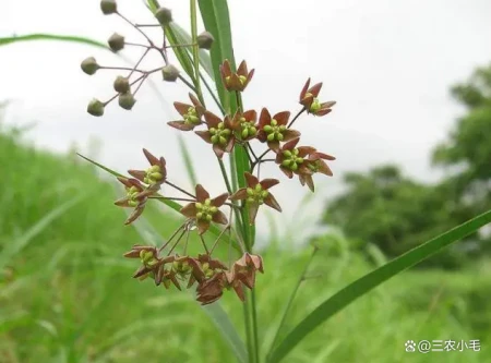 它便是徐长卿,民间称它为“止痒克星”,叶子能做菜吃,你认识吗-徐长卿治咳嗽