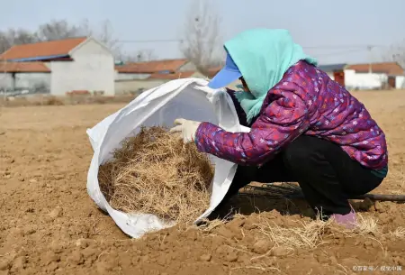 它便是徐长卿,民间称它为“止痒克星”,叶子能做菜吃,你认识吗-徐长卿治咳嗽