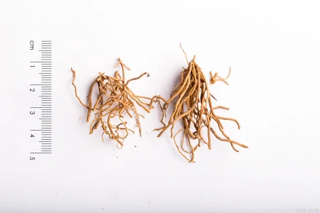 它便是徐长卿,民间称它为“止痒克星”,叶子能做菜吃,你认识吗-徐长卿治咳嗽