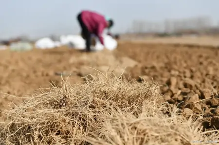 它便是徐长卿,民间称它为“止痒克星”,叶子能做菜吃,你认识吗-徐长卿治咳嗽