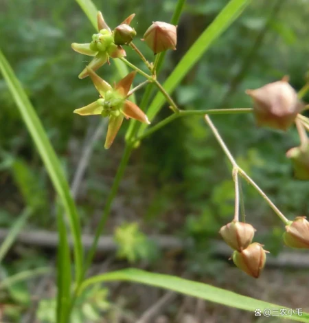 它便是徐长卿,民间称它为“止痒克星”,叶子能做菜吃,你认识吗-徐长卿治咳嗽