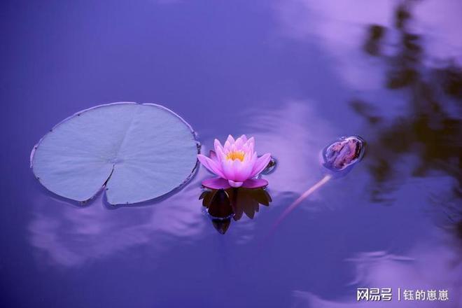 《爱莲说》读后感-《爱莲说》读后感200字以上怎么写