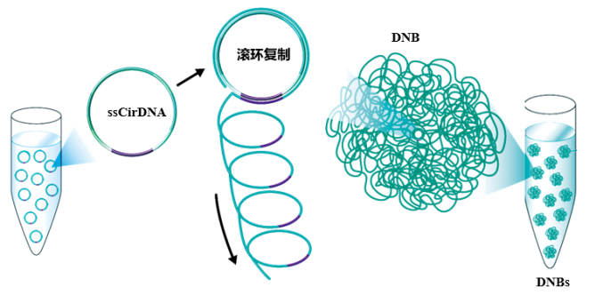 #微观探索人体奥秘#028 高通量测序技术-MGI测序-#高通量测序分析
