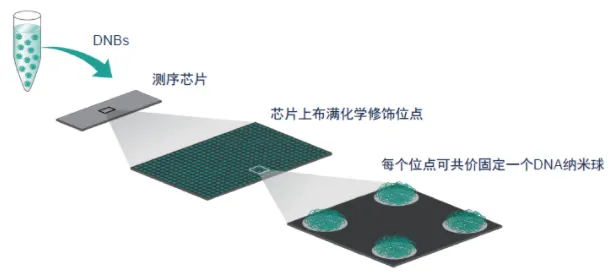 #微观探索人体奥秘#028 高通量测序技术-MGI测序-#高通量测序分析