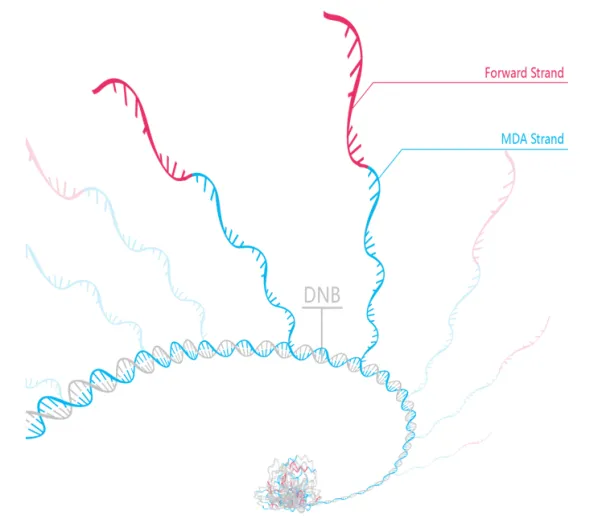 #微观探索人体奥秘#028 高通量测序技术-MGI测序-#高通量测序分析