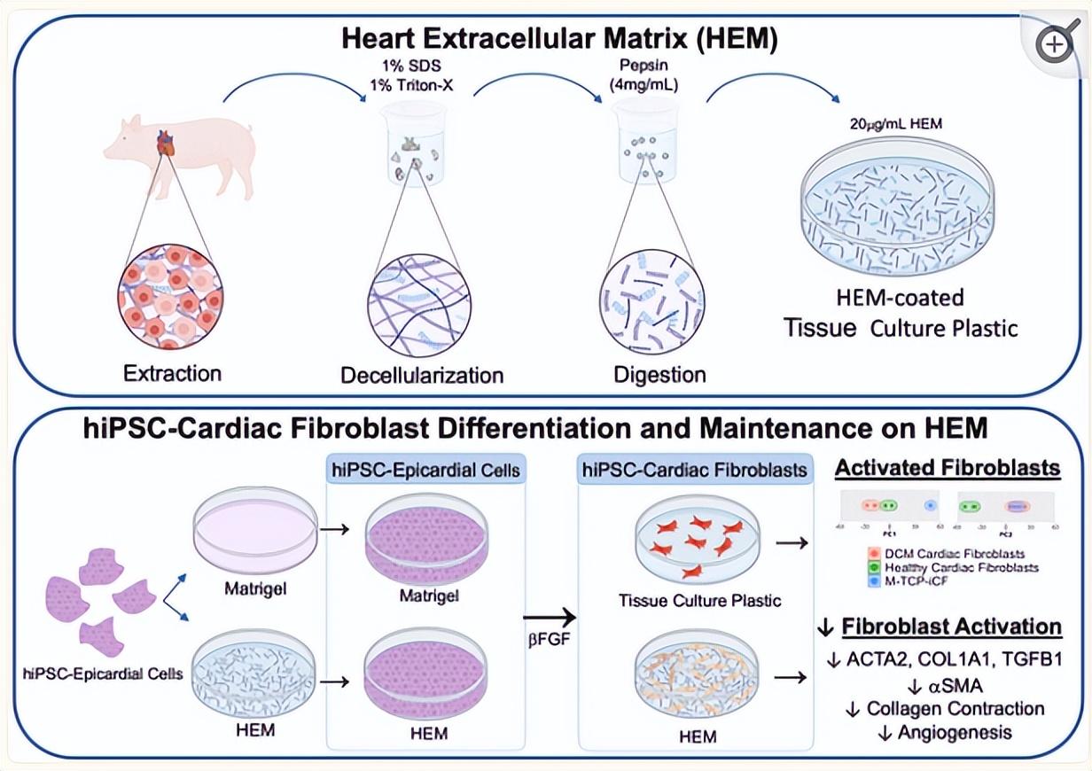 提升国自然创新性|高通量测序研究怎么做?带你文献里找思路-高通量测序操作流程
