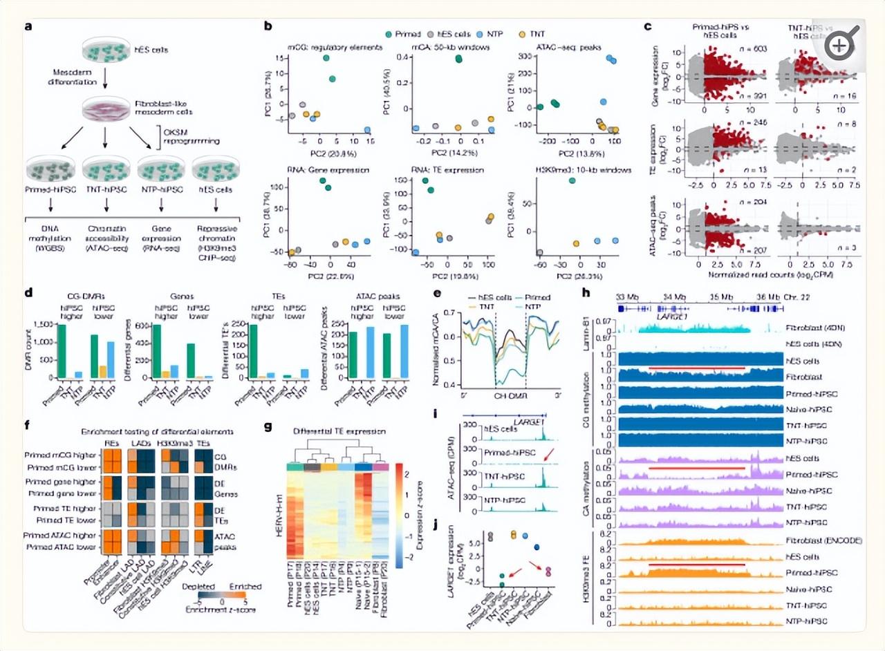 提升国自然创新性|高通量测序研究怎么做?带你文献里找思路-高通量测序操作流程