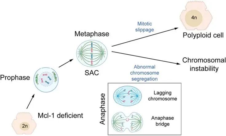 提升国自然创新性|高通量测序研究怎么做?带你文献里找思路-高通量测序操作流程