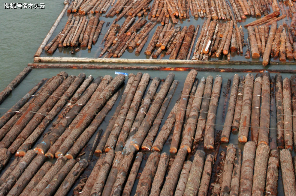 连续超越法国,接近俄罗斯!所罗门群岛对中国原木出口稳住增长