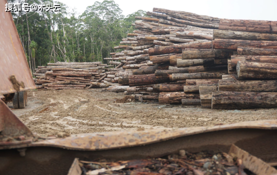 连续超越法国,接近俄罗斯!所罗门群岛对中国原木出口稳住增长