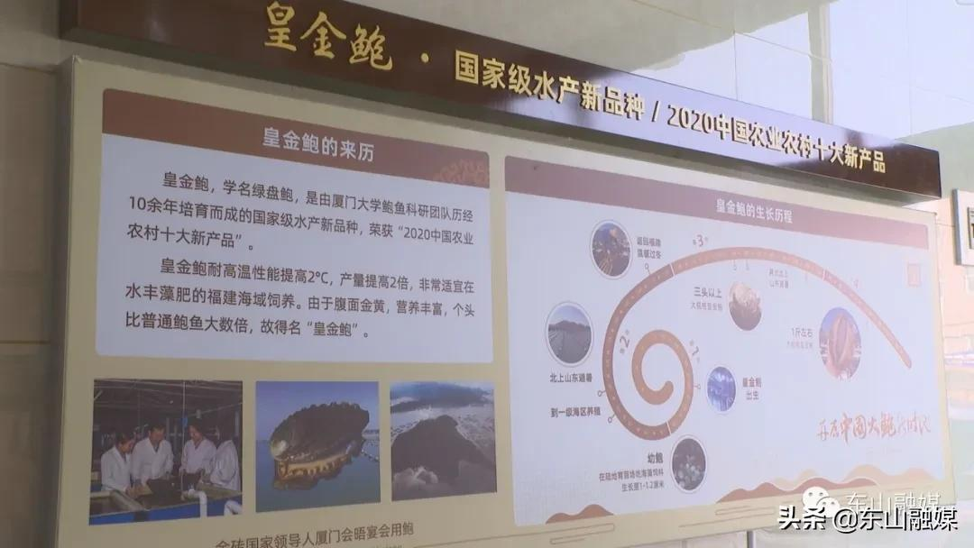 国家级水产新品种!漳州东山皇金鲍火了