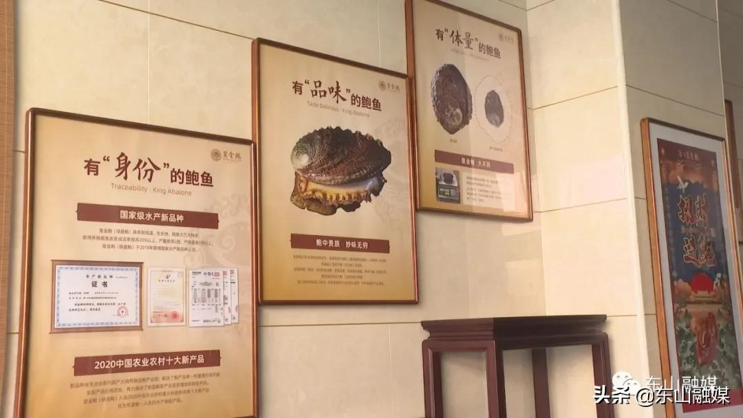 国家级水产新品种!漳州东山皇金鲍火了