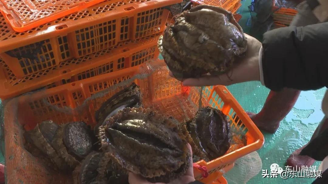 国家级水产新品种!漳州东山皇金鲍火了