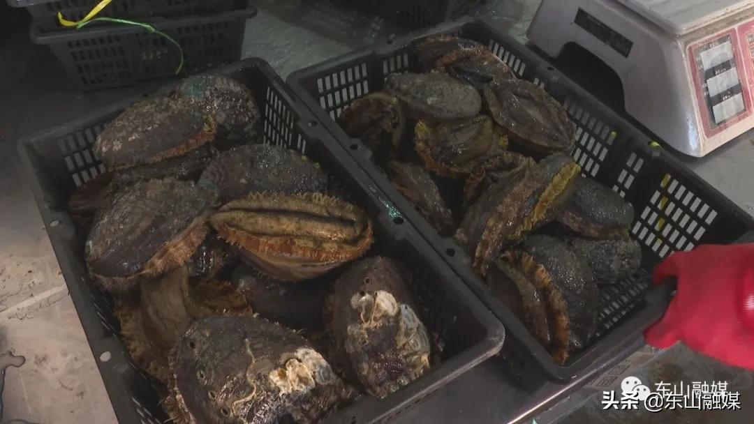 国家级水产新品种!漳州东山皇金鲍火了