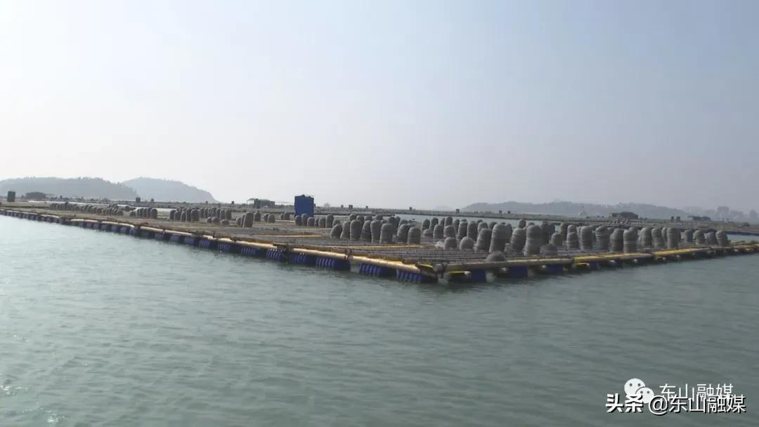 国家级水产新品种!漳州东山皇金鲍火了