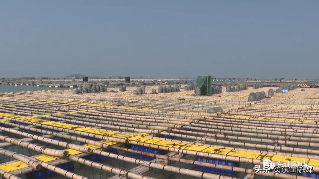 国家级水产新品种!漳州东山皇金鲍火了