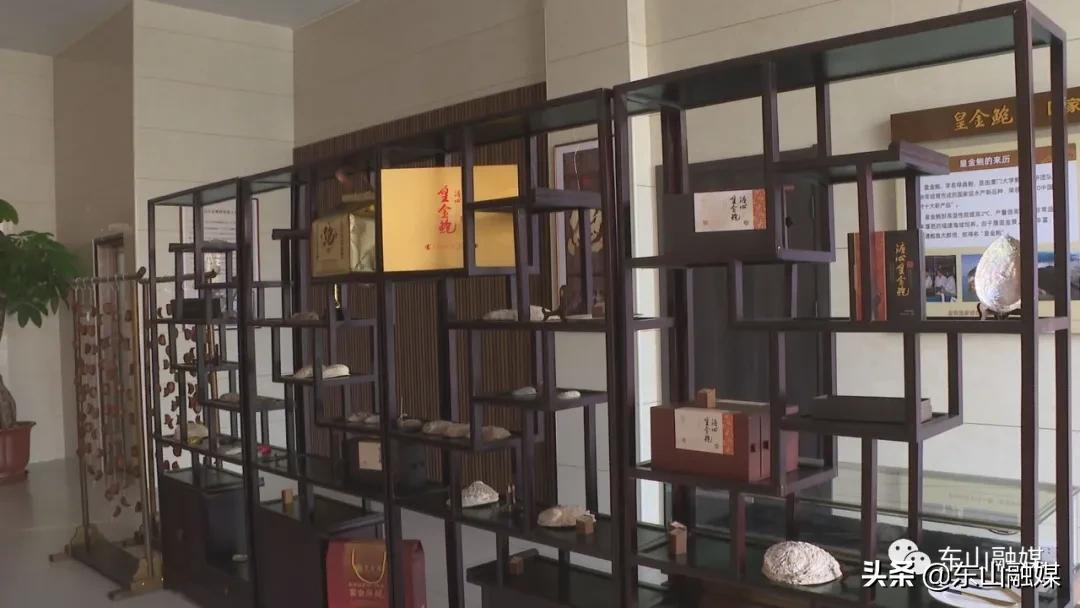 国家级水产新品种!漳州东山皇金鲍火了